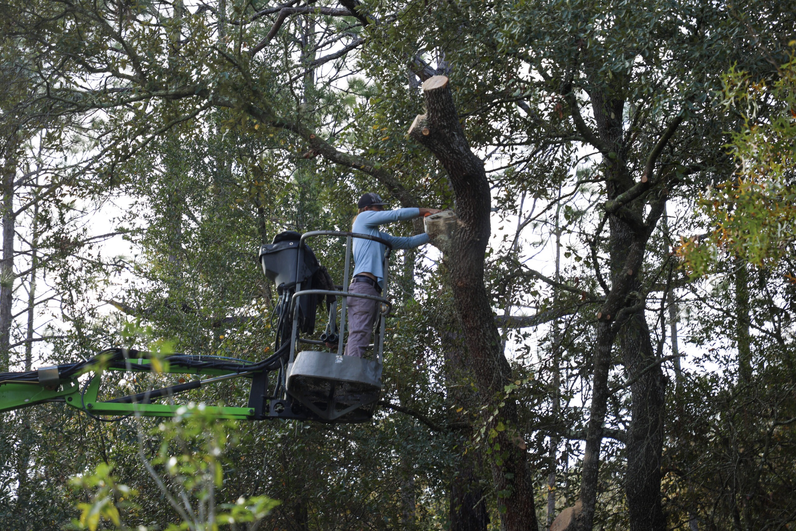 Tree trimming Services in Dunnellon FL
