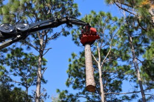 Tree Removal in Dunnellon FL