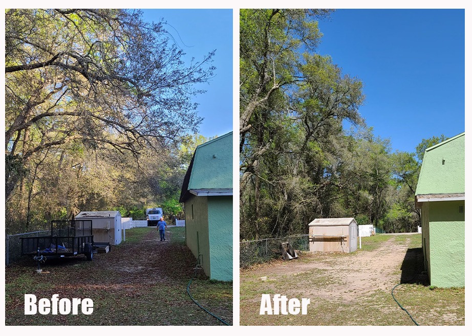 Before and after tree trimming in a backyard to add more sunlight