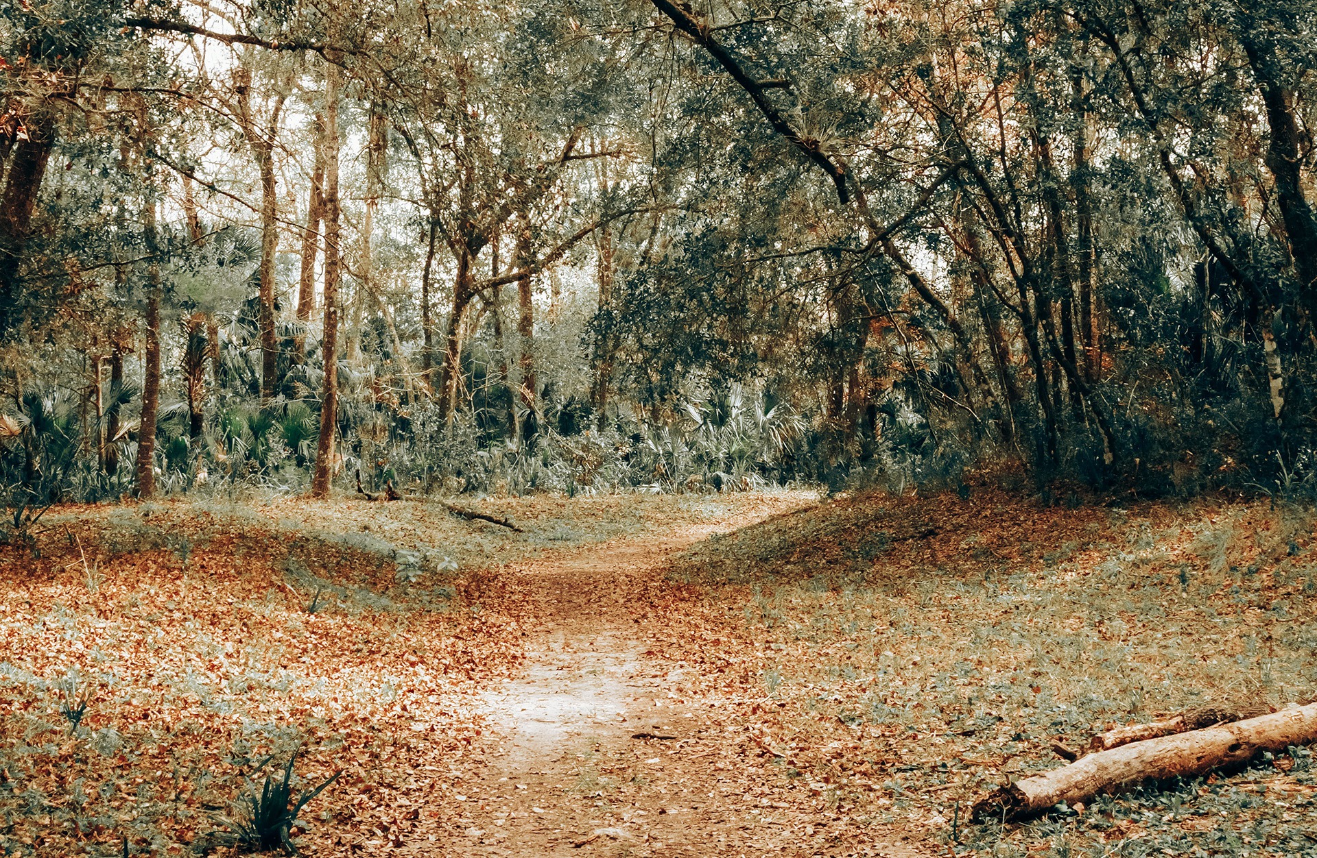 Ocala National Forest