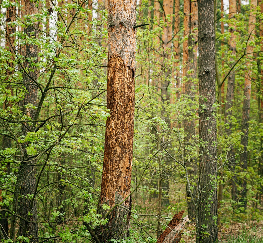 old-pine-bark-fell-off-from-damage-to-tree-trunk-b-BSP9GBS1920