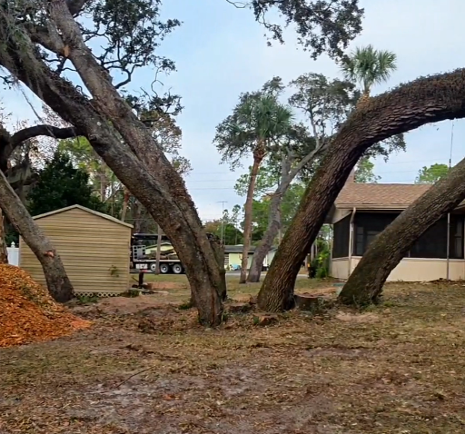 Aborist Tree Service - After Tree Removal