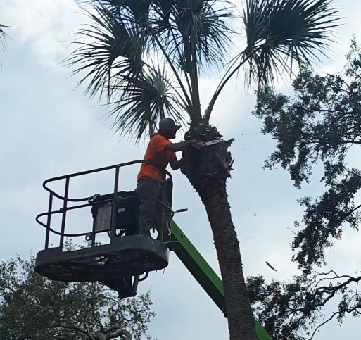 Certified Arborist Tree Services - Pine Tree Trimming