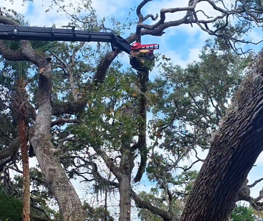 Cetified Arborist Tree Service - Using the grapple claw to manuver timber from live trees