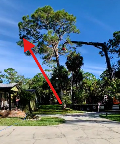 Pine tree leaning towards home with a bad root system