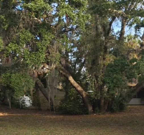 Property Before Tree Removal