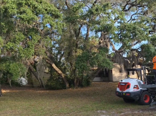 Property in crystal river fl before certified arborist tree service
