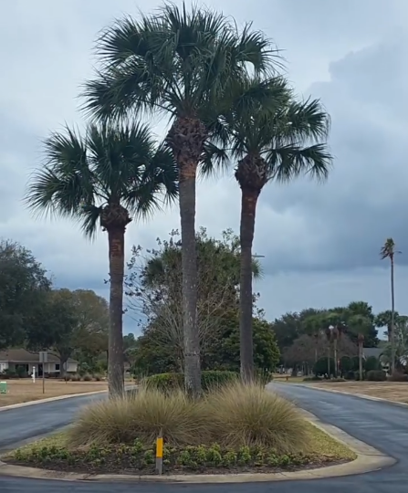After Palm tree trimming on the median at spruce creek preserve