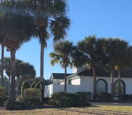 Palm Trees Near Clubhouse Before Trimming