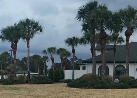 Palm trees near clubhouse after trimming