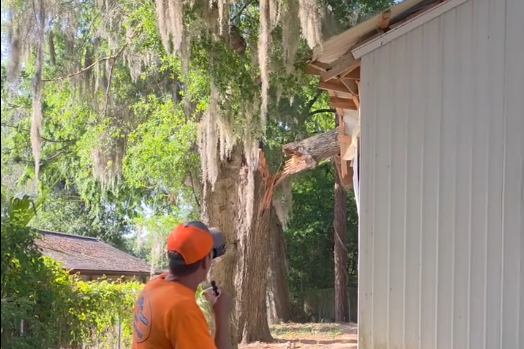 Dusty points to the break in the laurel oak that damaged the wood shop