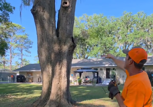 Dusty shows us what a V shaped union looks like and why its hurtful to your trees