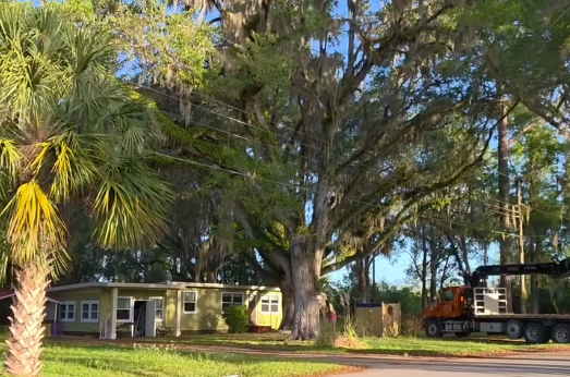 Large Southern Live Oak has taken over a home at a home in River Retreats in Dunnellon fl