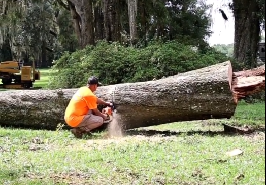 Cut up of tree cut down on a farm in Ocala