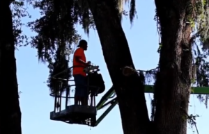Dustys tree service employee works on the bucket truck to trim down a large tree on a farm in Ocala, FL