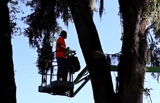 Dustys tree service employee works on the bucket truck to trim down a large tree on a farm in Ocala, FL