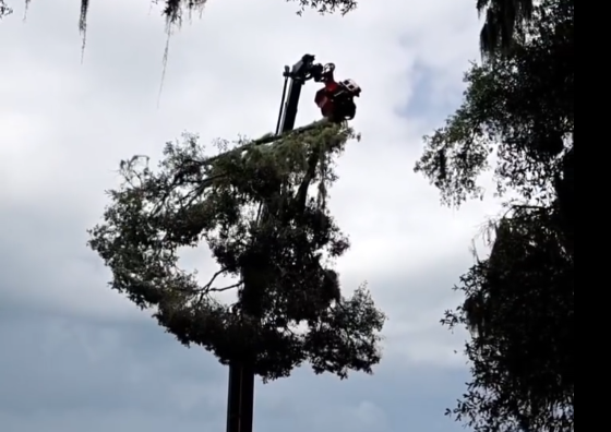 close up of large grappler saw holding the canopy of a large tree that was dying from the inside on a farm in ocala fl