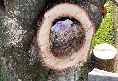 Upon further inspection, this tree is rotting from the inside