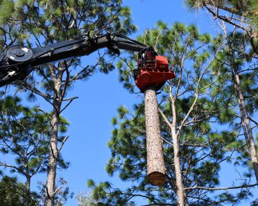 Tree Removal in Dunnellon FL
