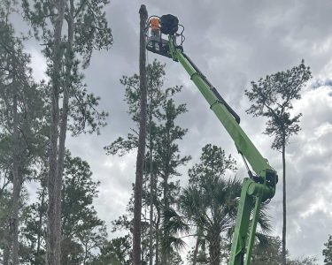 Once the pine tree limbs are removed, it's time to cut the stump
