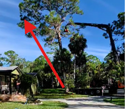 Pine tree leaning towards home with a bad root system